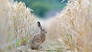The European, Hares HD wallpaper