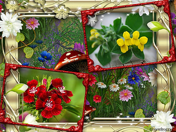 PRETTY FRAMED FLOWERS, PRETTY, FLOWERS, FRAMED HD wallpaper