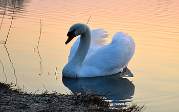 Animals, Sunset, Lake, Bird, Swan HD wallpaper