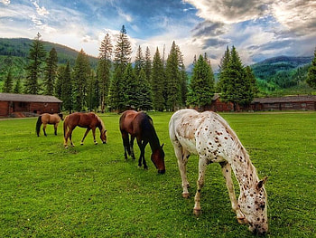 Horses, beauiful, grass HD wallpaper