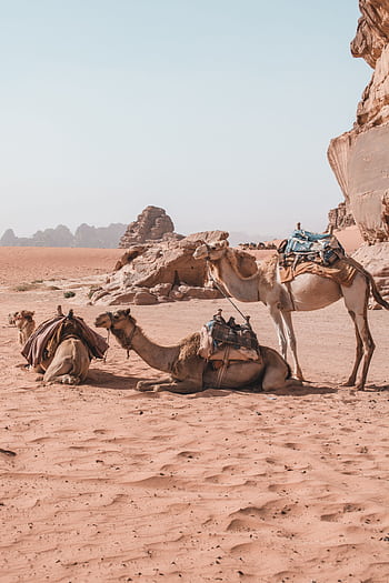 Camels resting in the sandy Wadi Rum desert, showcasing Jordan's arid beauty and outdoor adventure. HD phone wallpaper