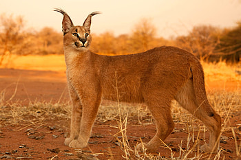 Deadly beauty, African wilderness, Elegant creature, Mysterious hunter HD wallpaper