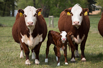 Canadian cow surveillance, Research on cow health, Disease monitoring, Livestock management HD wallpaper