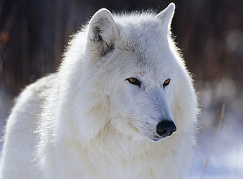 Arctic Wolf, Arctic, white, wolves, animals, Wolf, nature HD wallpaper