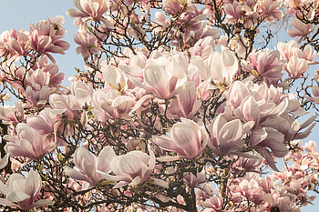 Wonderful wagrati, Magnolia tree, Astonishing beauty, Nature's gift HD wallpaper