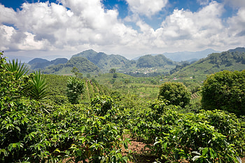 Coffee Plantations, Honduras HD wallpaper