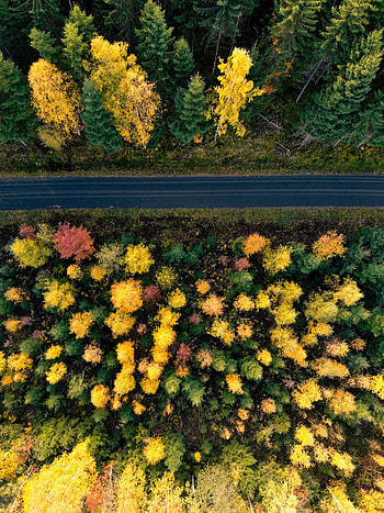 Nature, Trees, Autumn, View From Above, Road, Forest HD phone wallpaper
