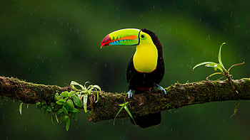 Toucans Bird HD wallpaper