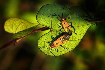 Love, , cool, leaf, heart HD wallpaper