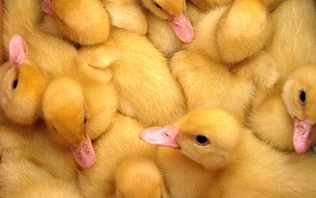 Animals, Birds, Lots Of, Multitude, Ducklings HD wallpaper