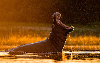 hippo, river, bokeh, wildlife, Africa, hippopotamus, water splashes HD wallpaper