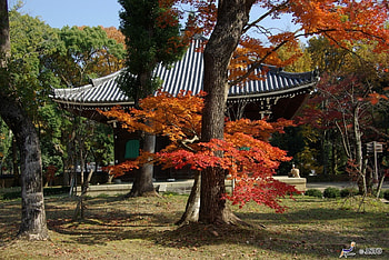 Ninnaji Temple, japanese, scenery, temple, japan, autumn, shrine HD wallpaper
