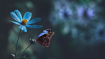 Brown Black Dots Design Butterfly On Blue Flower Bud In Blur Background Butterfly HD wallpaper