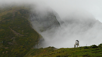 Animals, Grass, Horse, Mountain Fog HD wallpaper