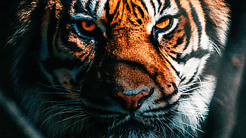 Best tiger , Striking , Captivating beauty, Stunning tiger HD wallpaper