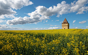 Pigeon House in Rapeseeds, clouds, rapeseeds, field, house, France HD wallpaper