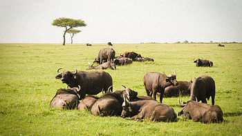 Kenyan adventures, Safari tours, Cultural experiences, Natural beauty HD wallpaper