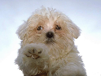 Maltes puppy, animal, dog, puppy, maltes, pet HD wallpaper