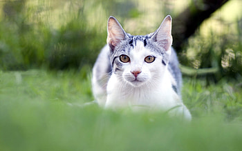 Animals, Grass, Cat, Muzzle, Blur, Smooth, Sight, Opinion HD wallpaper