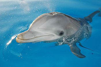 Delfin, woda, spojrzenie, bialy HD wallpaper