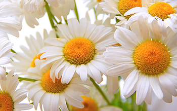 Daisy, Flowers, White, Yellow, Closeup HD wallpaper