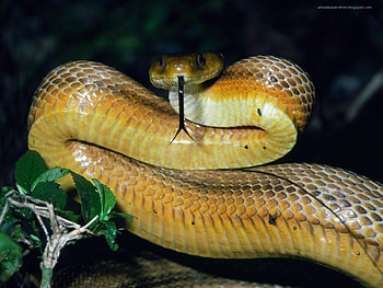 Snake, reptiles, beautiful, animals HD wallpaper