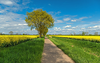 Road in Germany, fields, road, rapeseeds, tree, Germany HD wallpaper