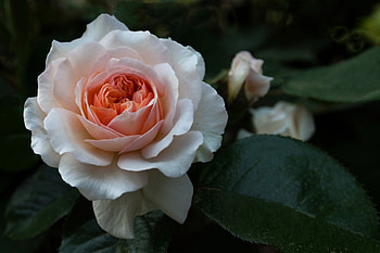 Rose, Nature, Close up, Flower HD wallpaper