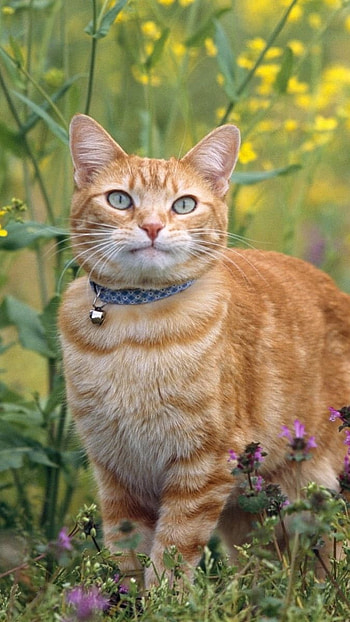 Cat And Dog, Pet Animal, Cat, Nature Background, nature, background HD phone wallpaper