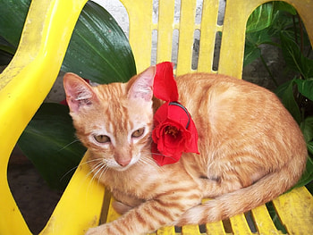 *** CAT ***, cats, rose, cat, animals HD wallpaper