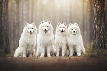 Animal, dog HD wallpaper