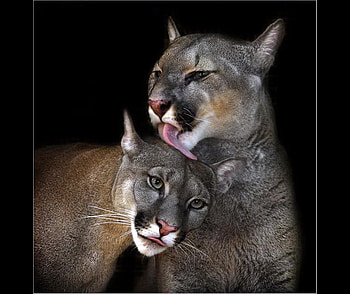 Pairing, white, black, brown, pair, cats, cougars HD wallpaper