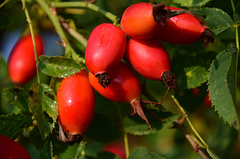 Food, Berries, Briar, Branch HD wallpaper