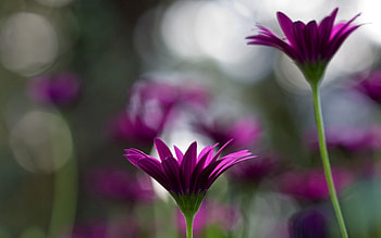 Flowers, Blur, Smooth, Close-Up, Stems HD wallpaper