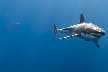 10 ultra shark, Background HD wallpaper