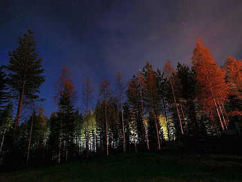 Lights_in-Woods, woods, , lights, trees, cool HD wallpaper