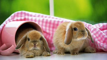 American Fuzzy Lop, Bunnies HD wallpaper