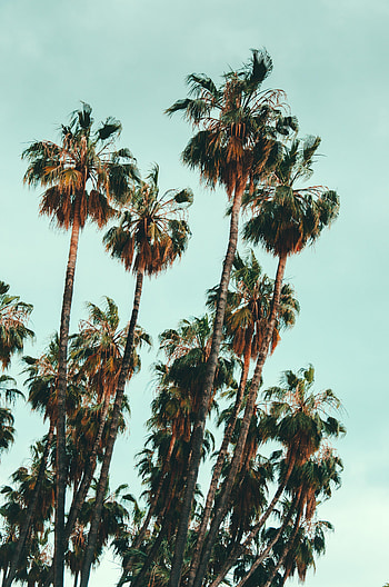 Nature, Trees, Sky, Palm HD phone wallpaper