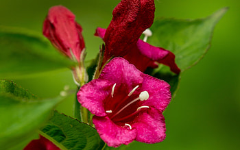 Weigela, nature, graphy, flower HD wallpaper