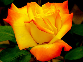 Plants, Flowers HD wallpaper
