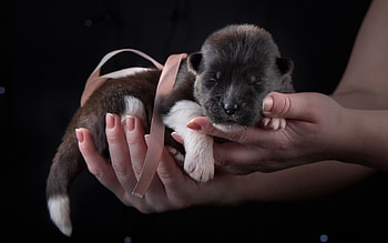 Animals, Dog, Hands, Puppy, Tape HD wallpaper