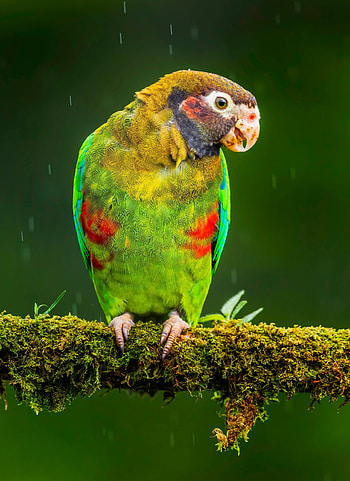 Animals, Parrots, Bright, Bird, Macaw HD phone wallpaper