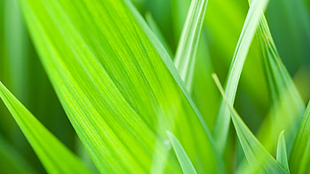 Plants, Grass HD wallpaper