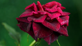 Red rose, Tenderness, Flower, Petals, Rose HD wallpaper