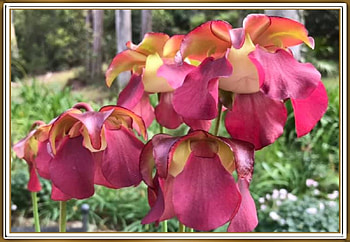 PITCHER PLANT FLOWERS, FLOERS, PRETTY, NATURE HD wallpaper