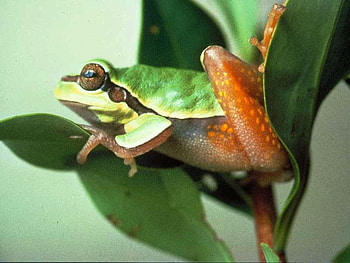 Green Frog, cool, frog, , green HD wallpaper
