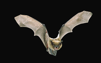 Bat animal , Wildlife appreciation, Impressive collection, Striking ry HD wallpaper