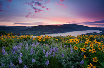 Wild Sunflowers, beautiful, wild, sunflowers HD wallpaper