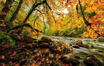 River in autumn forest, river, colorful, creek, fall, leaves, branches, trees, autumn, lovely, forest, foliage, stream HD wallpaper