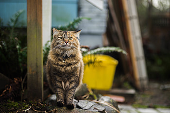 Animals, Cat, Fluffy, Stroll HD wallpaper